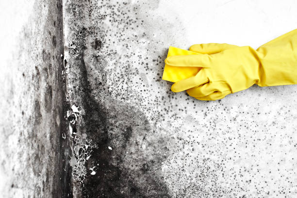 Best Commercial Mold Remediation in Baxter Springs, KS
