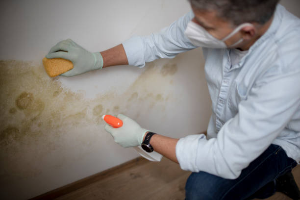 Best Health and Safety Mold Remediation in Baxter Springs, KS