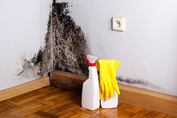 Best Residential Mold Remediation in Baxter Springs, KS