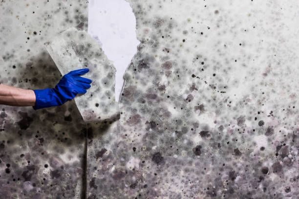 Best Insurance-Related Mold Remediation in Baxter Springs, KS